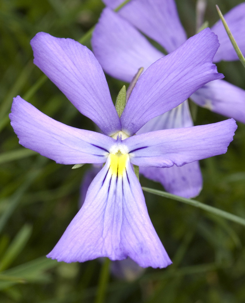 Viola calcarata/Viola con sperone